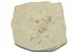 Crane Fly (Tipulidae) Mortality Plate - Green River Formation #360077-1